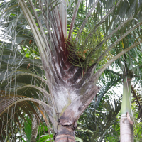 dypsis_decaryi4md