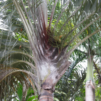 dypsis_decaryi4md (Dypsis decaryi)