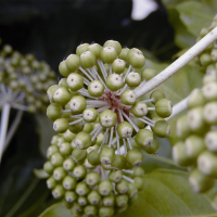 fatsia_japonica3bmd