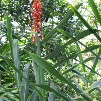 hedychium_coccineum4md