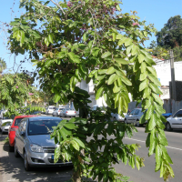 lagerstroemia_speciosa4md