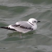 Rissa tridactyla (Mouette tridactyle)