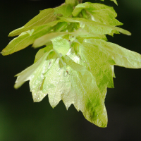 ostrya_carpinifolia3md