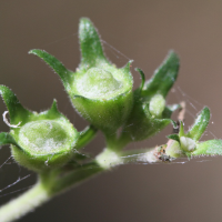 pentas_lanceolata8md