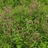 Persicaria lapathifolia (Renouée à feuilles de patience, Saulcette)