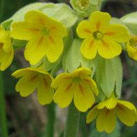 primula_veris2mv