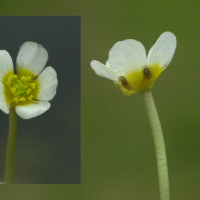 ranunculus_trichophyllus4md