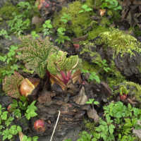 Rheum rhaponticum (Rhubarbe)