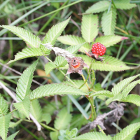 Rubus illecebrosus (Framboisier du Japon)