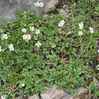 Saxifraga androsacea (Saxifrage androsace)