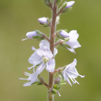 veronica_officinalis3md