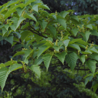 Acer capillipes (Érable)