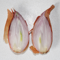 allium_cepa4md (Allium cepa)