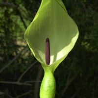 arum_maculatum3amd (Arum maculatum)