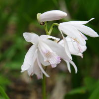 bletilla_striata2md (Bletilla striata)