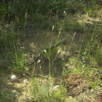 Bothriochloa ischaemum (Barbon)