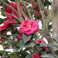 camellia_japonica2md
