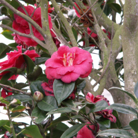 camellia_japonica2md (Camellia japonica)