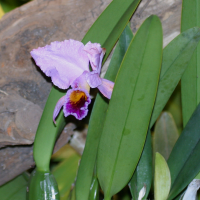 Cattleya percivaliana (Cattleya)