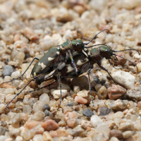 cicindela_hybrida4md (Cicindela hybrida)