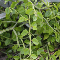 Cissus rotundifolia (Cisse à feuilles rondes)