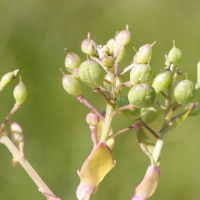 cochlearia_anglica3md (Cochlearia anglica)