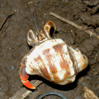 Coenobita clypeatus (Bernard l'hermite des Caraïbes, Bernard l'hermite terrestre)