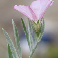 convolvulus_oleifolius2md (Convolvulus oleifolius)