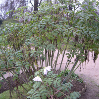 Dahlia excelsa (Dahlia en arbre)