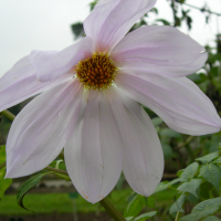 dahlia_excelsa2md (Dahlia excelsa)