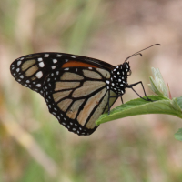 danaus_plexippus_megalippe3bd (Danaus plexippus ssp. megalippe)