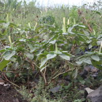 Datura inoxia (Datura à grandes fleurs)