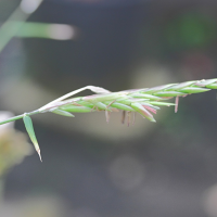 dendrocalamus_longispathus2md (Dendrocalamus longispathus)