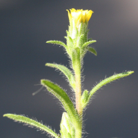 dittrichia_graveolens3md