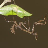 empusa_pennata2md (Empusa pennata)