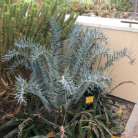 Encephalartos horridus (Encephalartos)