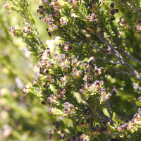 erica_reunionensis6md (Erica reunionensis)