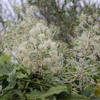 fatsia_japonica4md