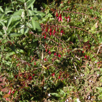 Fuchsia x exoniensis (Fuchsia)