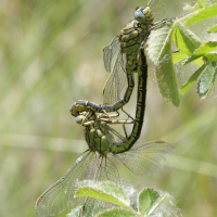 gomphus_pulchellus6bd