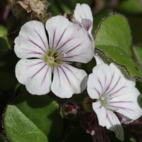 Gypsophila_cerastioides