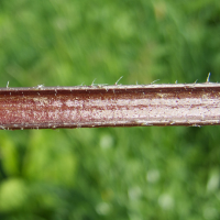 Heracleum_sphondylium