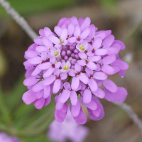 iberis_umbellata4md