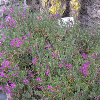Lampranthus roseus (Ficoïde, Lampranthus)