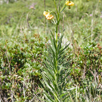 lilium_pyrenaicum1bmd