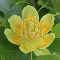 liriodendron_tulipifera5md