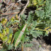 metrioptera_bicolor2bd (Bicolorana bicolor)