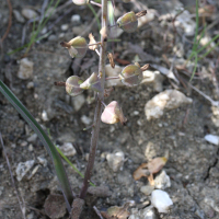 muscari_weissii3md