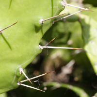 opuntia_monacantha2md