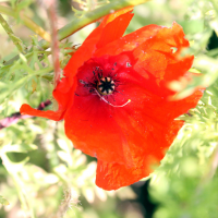 papaver_dubium4md